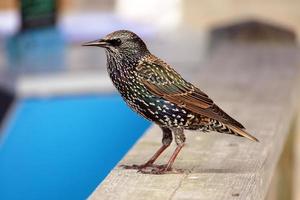 pájaro estornino posado en una valla foto