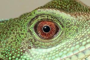 Lizard Eye Macro photo