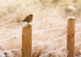 Little Winter Robin photo