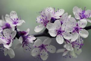 White And Purple Blossom Flowers photo