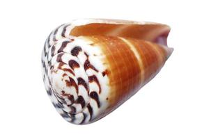 Seashell On White photo