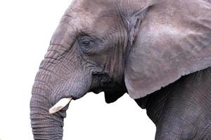 retrato de elefante en blanco foto