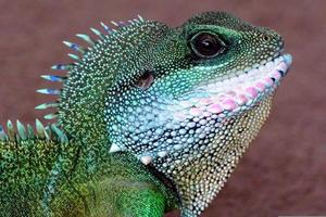 Male Green Water Dragon Lizard photo