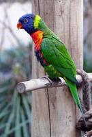 Rainbow Lorikeet Parrot photo