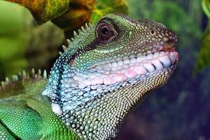 Green Water Dragon Lizard photo