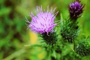 flores de cardo morado foto