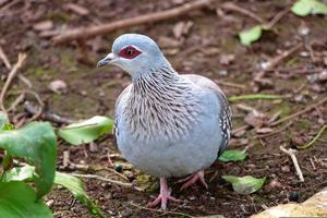 The Speckled Pigeon Or Rock Pigeon photo