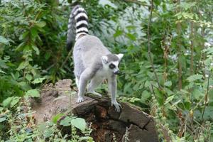 lémur de cola anillada en el bosque foto