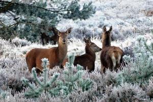 Red Deer In Winter photo