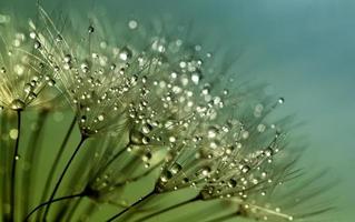 Dandelion Clock Raindrops photo