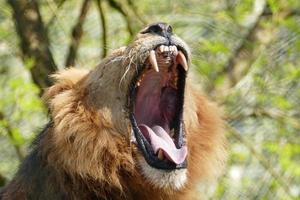 Roaring Male Lion photo