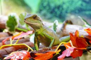 Young Green Water Dragon Lizard photo