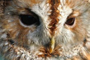 Owl Face Macro photo