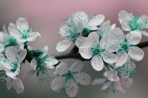 White And Teal Green Blossom Flowers photo