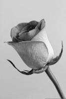 rosa blanco y negro foto