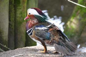 lindo pato mandarín foto