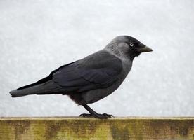 Jackdaw Bird Portrait photo