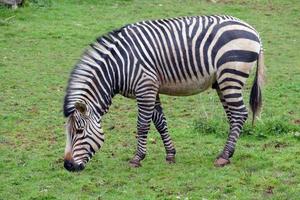 Zebra Feeding On Grass photo