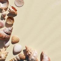 Seashells on the white sand beach background with copy space. Nature and marine concept. 3D illustration rendering photo