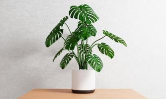 Monstera in plant pot on table inside house with white concrete background. Botanical nature and decor concept. 3D illustration rendering photo