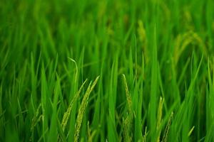 Rice fields that are sprout and nearing the harvest season. photo