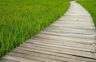 Rice fields that are sprout and nearing the harvest season. photo