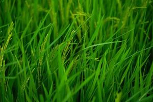 Rice fields that are sprout and nearing the harvest season. photo