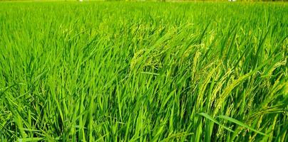 Rice fields that are sprout and nearing the harvest season. photo