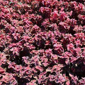 ortiga pintada, fondo de hojas variegadas decorativas. hojas rojas y verdes de la planta de coleo foto