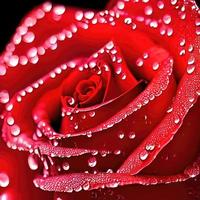 beautiful macro shot of rose for valentine gift photo
