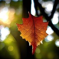 beautiful leaf background for illustration photo