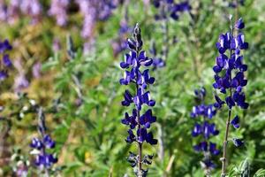 Lupine blooms in a forest clearing. photo