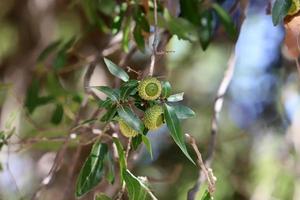 Acorns ripen on an oak tree in a city park. photo