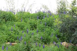 Lupine blooms in a forest clearing. photo