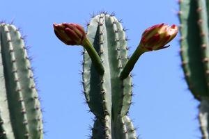 A large and prickly cactus grows in a city park. photo