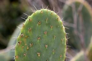 A large and prickly cactus grows in a city park. photo