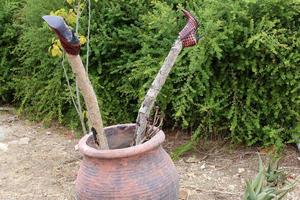 Green plants grow in a flower pot. photo