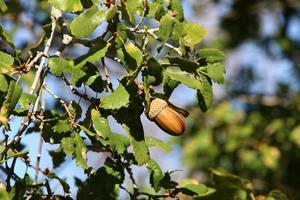 las bellotas maduran en un roble en un parque de la ciudad. foto