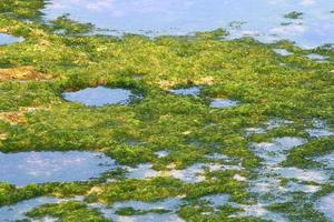 Green algae on the rocks on the Mediterranean coast. photo