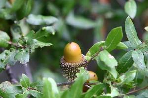 las bellotas maduran en un roble en un parque de la ciudad. foto