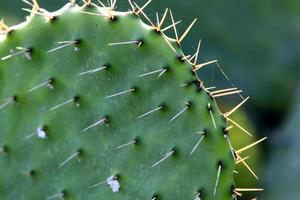 A large and prickly cactus grows in a city park. photo