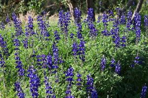 Lupine blooms in a forest clearing. photo