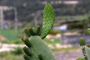 un cactus grande y espinoso crece en un parque de la ciudad. foto