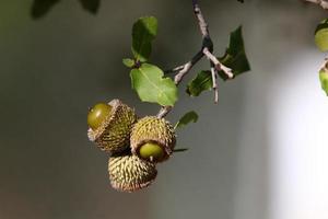 Acorns ripen on an oak tree in a city park. photo