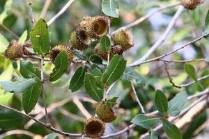 Acorns ripen on an oak tree in a city park. photo