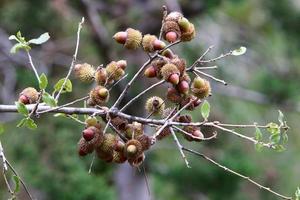 Acorns ripen on an oak tree in a city park. photo