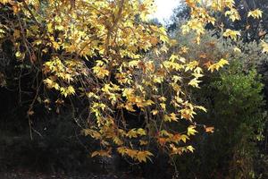 Tall sycamore tree in a city park in Israel. photo