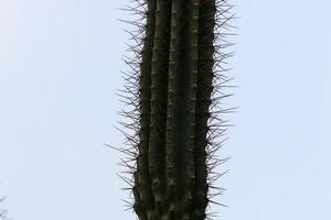 A large and prickly cactus grows in a city park. photo