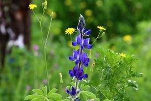 Lupine blooms in a forest clearing. photo