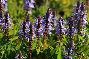 Lupine blooms in a forest clearing. photo